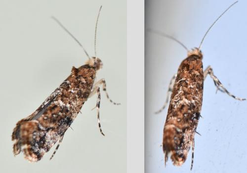Réf. 299 164 : Acrolepia autumnitella